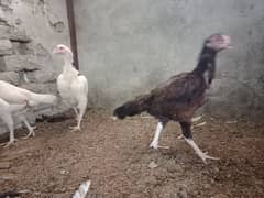 aseel females for sale