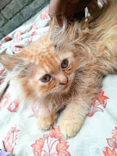 Cute Male persian kitten double cotted.