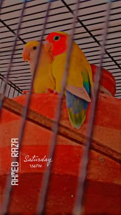 Urjent Sell Color Love Bird Breeder Pair Full Healthy