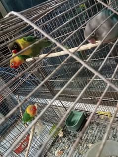 4 love birds with cage. (urgent sell)