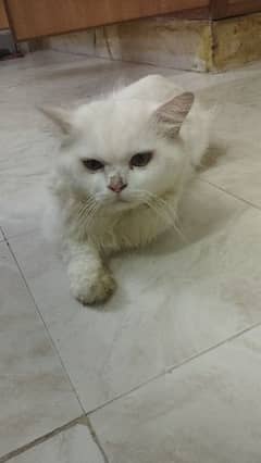 White Doll Face Persian Male Cat