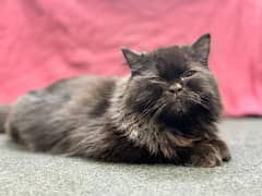 Black Persian cat with gray and brown shade