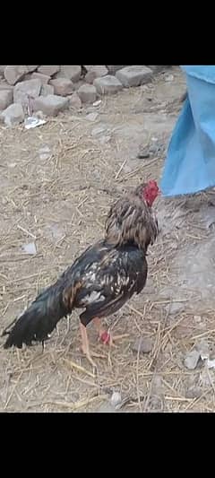 Male aseel Hen