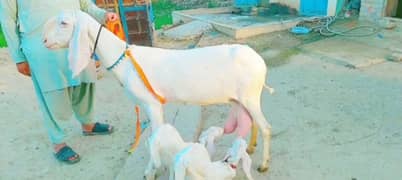 Gulabi Bakri do bacchon ke sath call on 0340,4595518