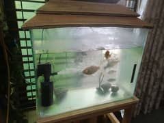 fish Aquarium urgent sale