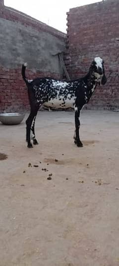 bakra