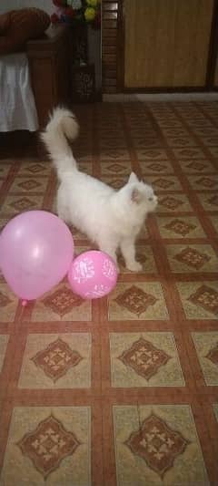 persion cat for sell