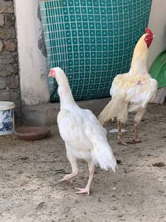 heera pair for sale