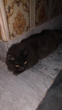 black russian female vaccinated (whatsap - 0306-17-47-256) 0