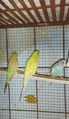 budgies breeder pair for sale