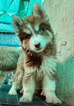 Siberian Husky beautiful Puppies