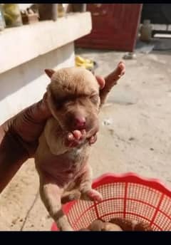 Pitbull female puppy 0