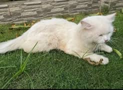 White Persian Female Cat