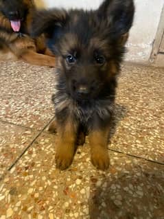 German Shepherd Puppies For Sale