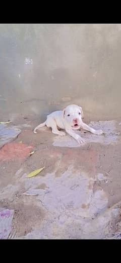 gultair puppy male