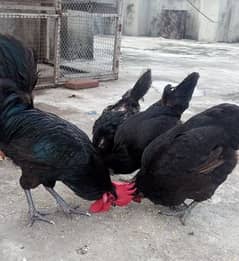 Australorp