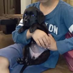 Labrador pups