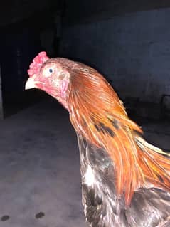 Aseel hens pair