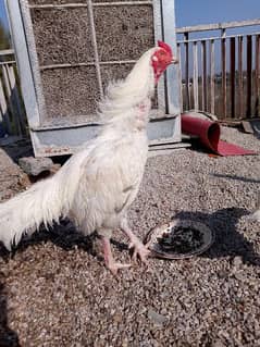 paper white heera aseel breeder and eggs available