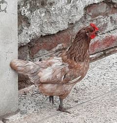 Grey Hen Egg Laying for Sale.