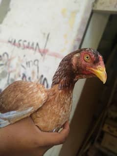 aseel Sindhi female for sale