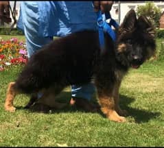 topline show class quality gsd proper long coat male for sale