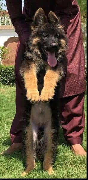 topline show class quality gsd proper long coat male for sale 2