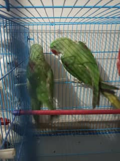 raw parrot pair