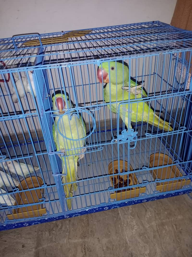 raw parrot pair 3