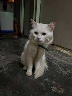 white persian male cat