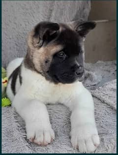 American Akita Puppies for Import