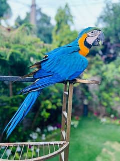 macaw blue & gold tamed talking parrot