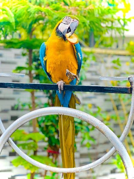 macaw blue & gold tamed talking parrot 1