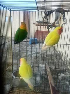 Love bird Latino Red eye Pair and 1 male fishal beautiful and big pair