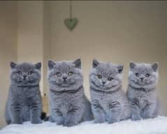 British Shorthair Scottish fold kittens short hair