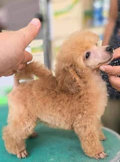 Poodles in Karachi Free classifieds in Karachi OLX Pakistan