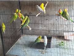 Australian parot 5 breeding pair for sale