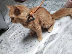 7 MONTH MALE PERSIAN CAT FOR SALE