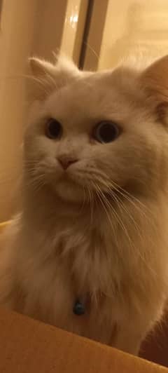 Persian Cat (no tag) (pet)