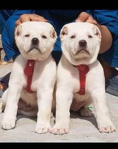 alabai security dog 2 month pair for sale heavy bone