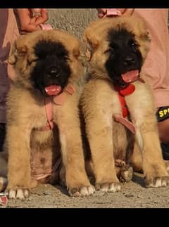 Kurdish Kangal security dog 2 month pair for sale heavy bone