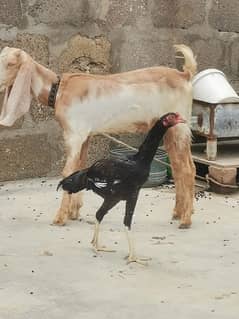 Aseel Hens Urgent Sale ( Aseel Murgiya )