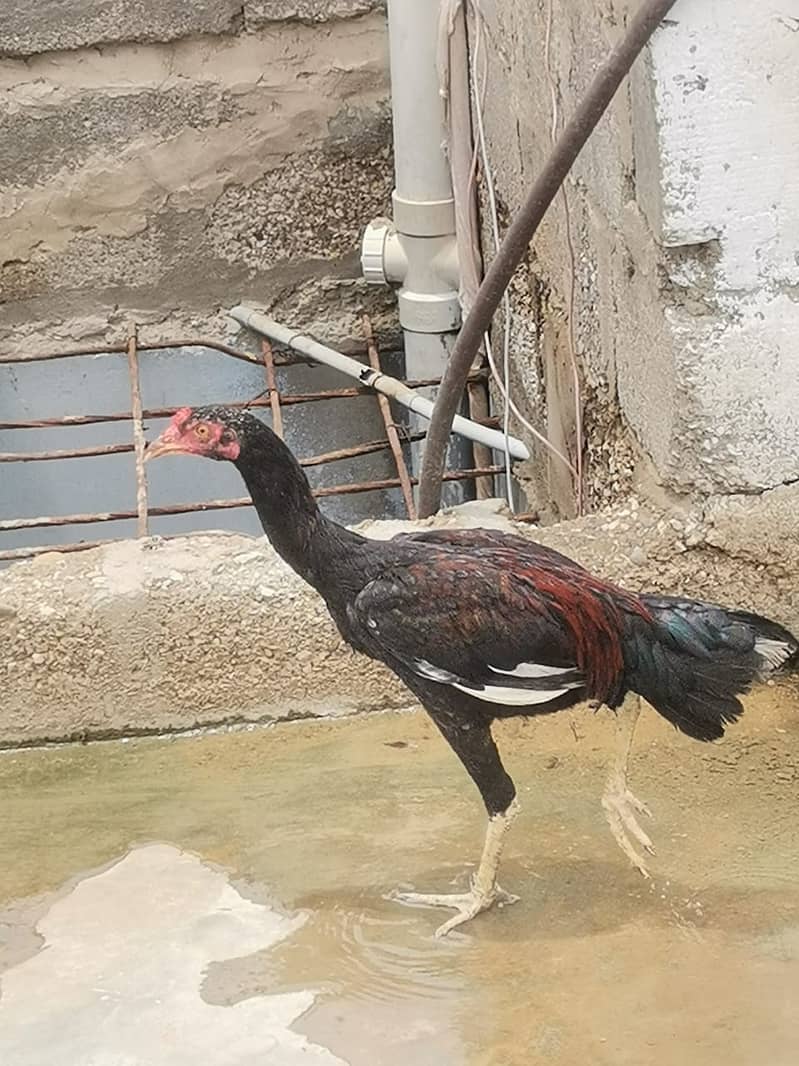 Aseel Hens Urgent Sale ( Aseel Murgiya ) 2