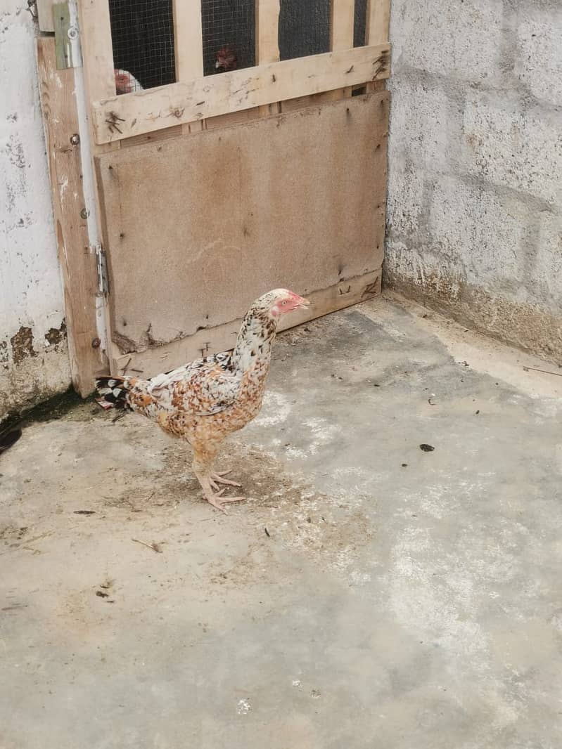 Aseel Hens Urgent Sale ( Aseel Murgiya ) 3