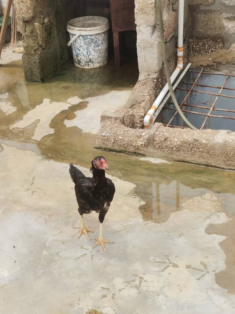 Aseel Hens Urgent Sale ( Aseel Murgiya ) 4