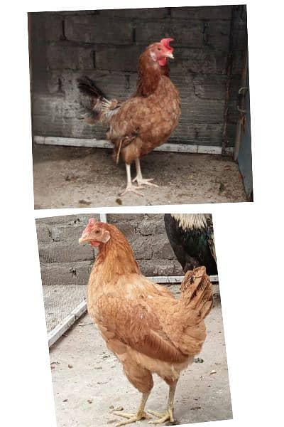 2 Desi Murghiya for sale 0