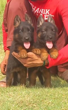 German shepherd puppies For Sale |  German shepherd Pair