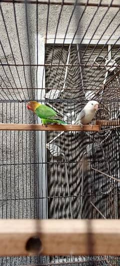 Fisher Split Ino Blue Pestalino/B2 & Albino Birds Pair DNA and Cage