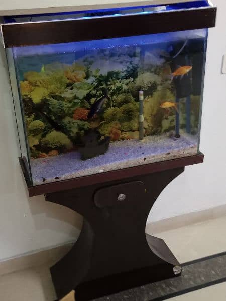 Fish Aquarium (30x24x12 Inches) 0