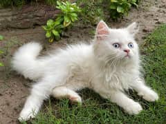 Persian kittens white triple coated ( 2 kitten's )